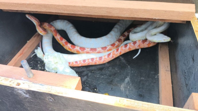 As cobras são da espécie cobra-do-milho, também chamada de Corn Snake, nativa da América do Norte e considerada rara no Brasil. Foto: PM Ambiental