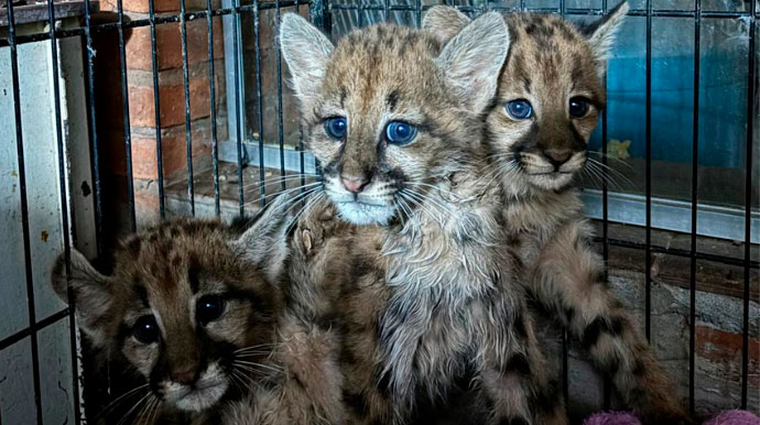 APASS aponta riscos em modelo de atendimento que encaminha animais silvestres para Botucatu e diz ter sido pega de surpresa com a decisão A APASS atua há mais de 20 anos no cuidado e na reabilitação de animais silvestres. Foto: APASS