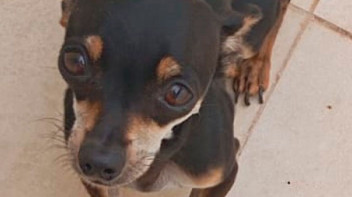 Família pede ajuda para encontrar cachorro desaparecido no bairro Cohab IV, em Assis