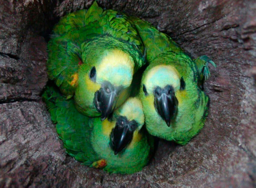 APASS também acolhe animais apreendidos. Foto: APASS