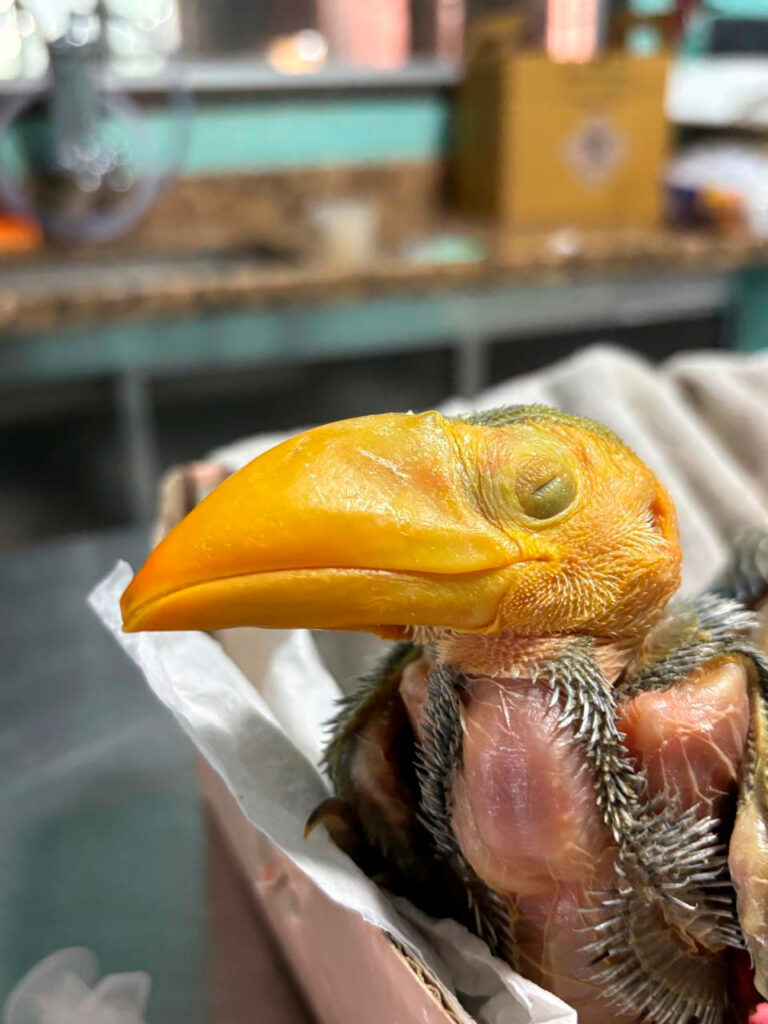 APASS alerta sobre a importância de um acompanhamento especializado durante a recuperação dos animais silvestres. Foto: APASS