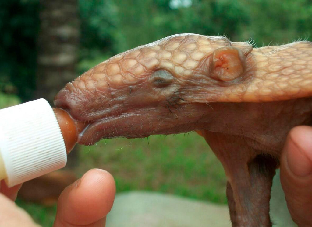 Segundo os administradores da APASS, os animais podem ser prejudicados com essa mudança de contrato. Foto: APASS