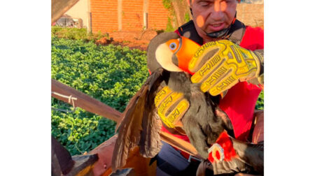 Segundo os bombeiros, testemunhas informaram que o tucano estava preso desde o período da manhã. Foto: Corpo de Bombeiros