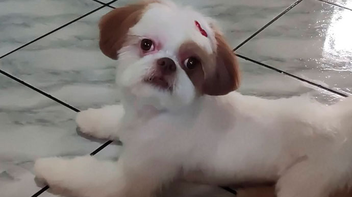 Tutor procura por cachorro que desapareceu na Vila Central em Assis