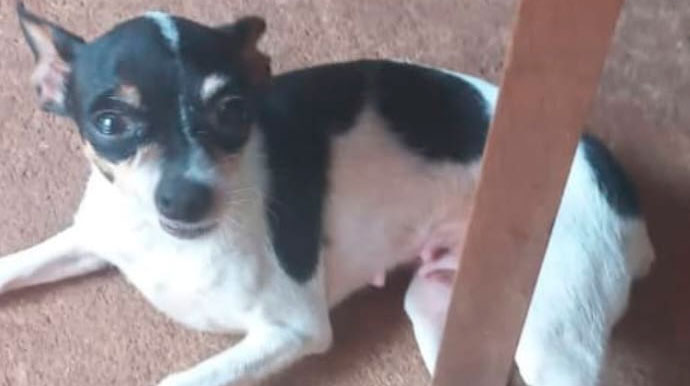 Moradora busca por cachorrinha desaparecida no Residencial Esmeralda Parque, em Assis