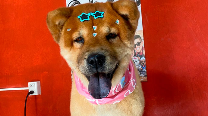 Família procura por cadela da raça Chow Chow desaparecida no Centro de Assis