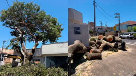 Corte de árvore no Centro de Assis chamou a atenção de quem passava pela região e despertou lembranças entre moradores que conviveram com a paisagem por anos. Foto: Maria Bianca Rossini Góes