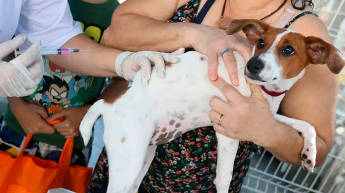 Poderão ser vacinados cães e gatos a partir de 90 dias de idade. Foto: Agência Brasil