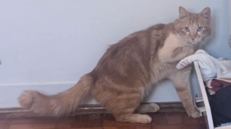 O gato atende pelo nome de Chico e família está oferendo recompensa para quem encontrá-lo. Foto: Arquivo pessoal