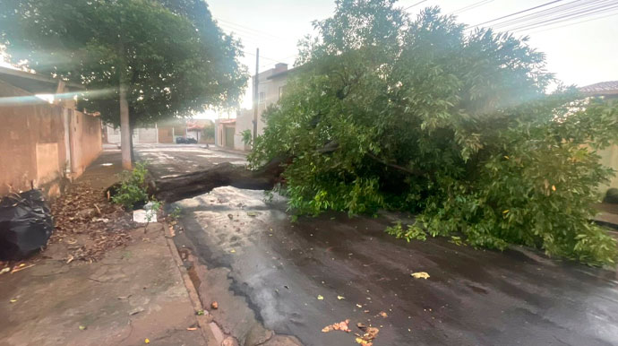 Chuva provoca alagamentos e queda de árvores em Assis