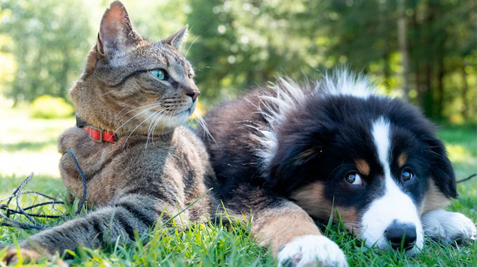 Cândido Mota recebe mutirão de castração gratuita com 150 vagas para pets