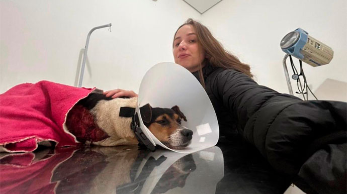 Moradores fazem vaquinha para pagar cirurgia de cão comunitário atropelado no Parque Colinas