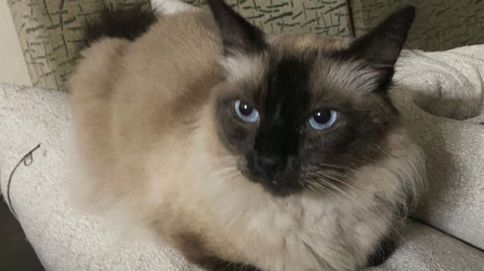 Gato siamês desaparece na Vila Xavier e família pede ajuda para encontrá-lo em Assis