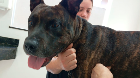 Animal recebeu o nome de Zion - FOTO: Enviada ao Portal AssisCity