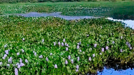 Estado do lago do CSU motiva cobrança sobre programa de despoluição em Assis