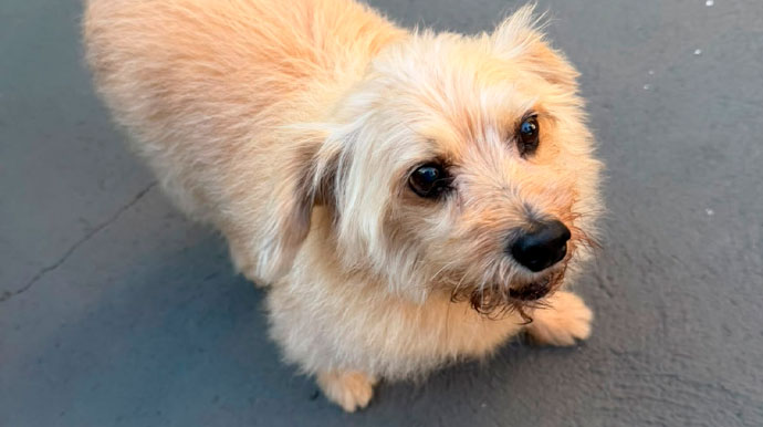 Cachorro idoso desaparece em Assis e tutores oferecem recompensa